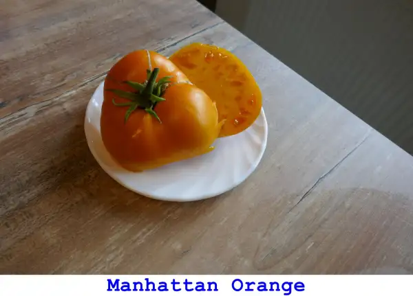 Tomaten: Manhattan Orange
