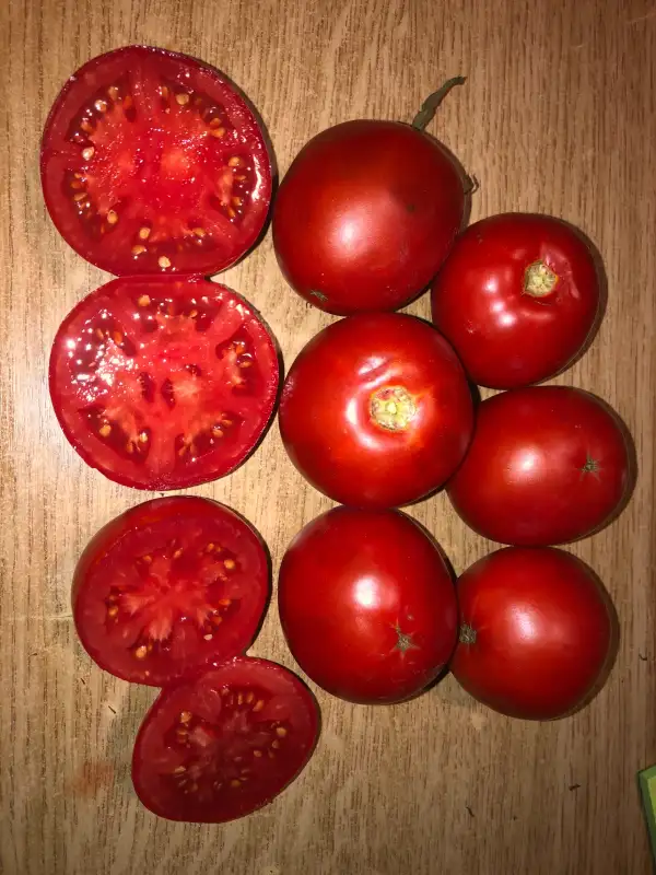 Tomaten: Manitoba