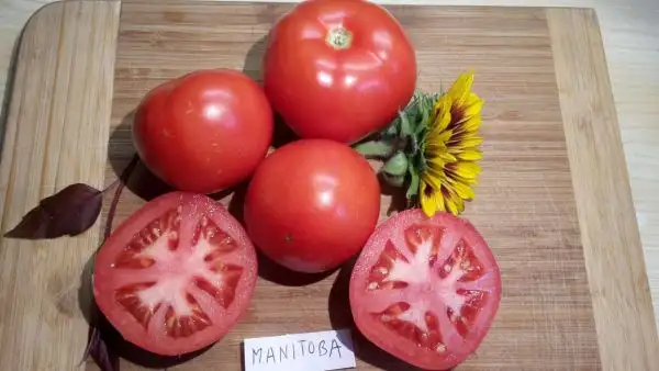 Tomaten: Manitoba