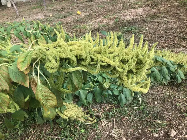 andere Gemüse: Manna de Montana (Amaranthus hypochondriacus)