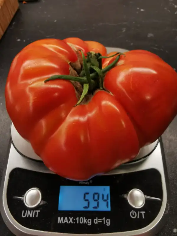 Tomaten: Manomachs Hut