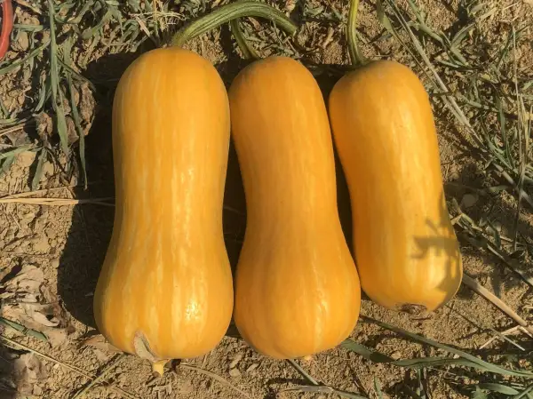 Kürbisse: Mantelsack