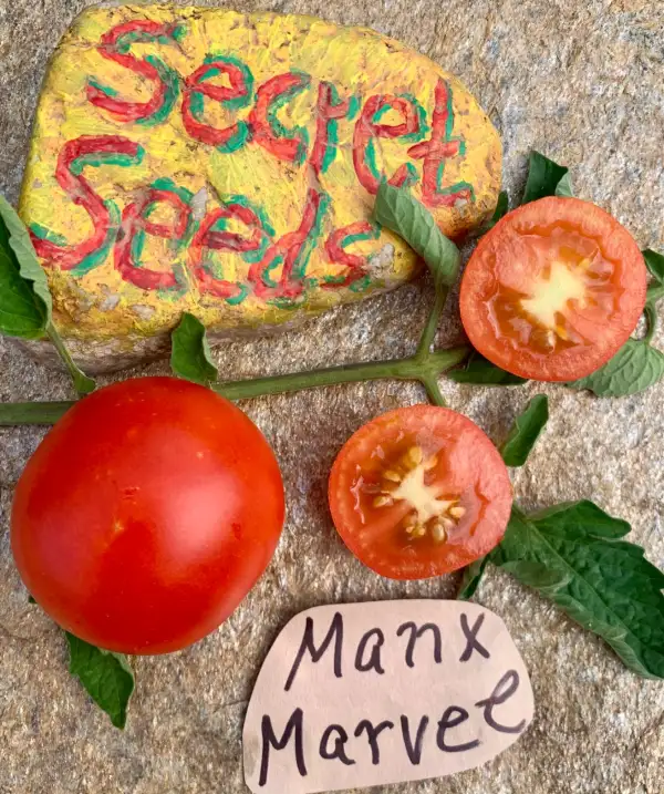 Tomaten: Manx Marvel