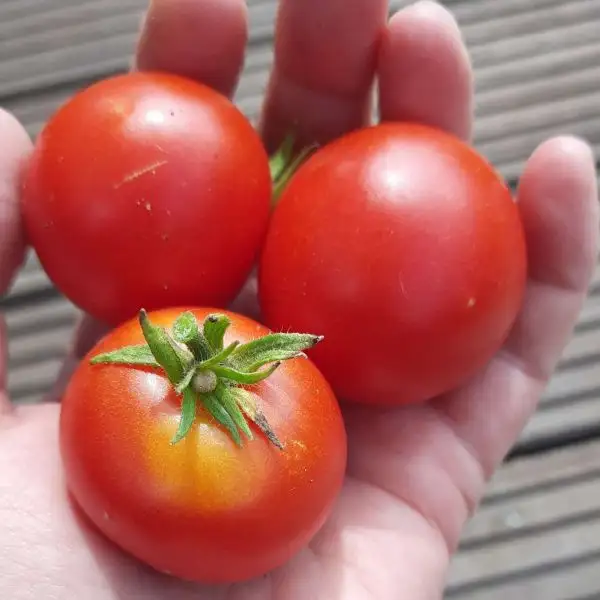 Tomaten: Manx Marvel