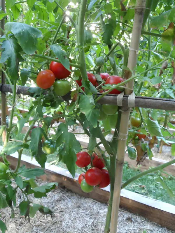 Tomaten: Manx Marvel ( Kat# 2623 )
