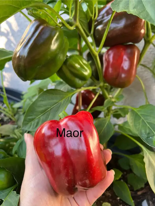 Chili / Paprika: Maor