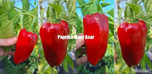Chili / Paprika: Maor Asar - Paprika
