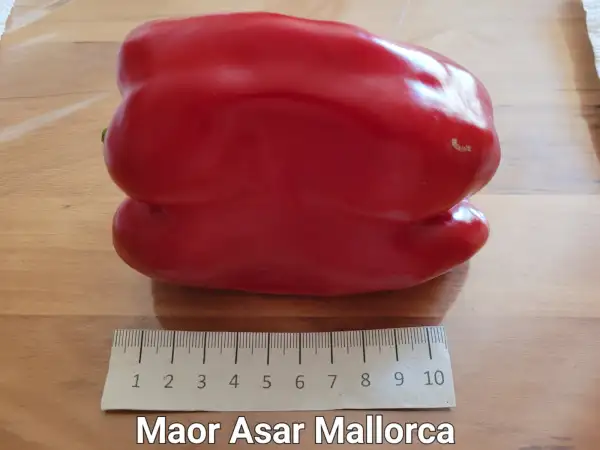 Chili / Paprika: Maor Asar Mallorquinischef Paprika	Blockpaprika	75-100cm	rot