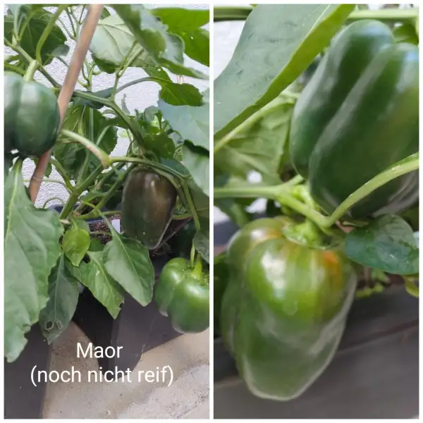 Chili / Paprika: Maor Paprika