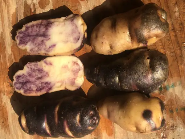 Kartoffeln: Maori Blau