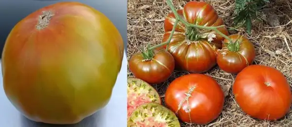 Tomaten: Maple Syrup