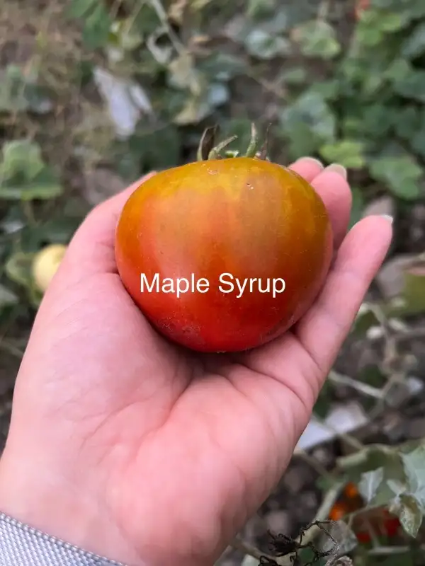 Tomaten: Maple Syrup