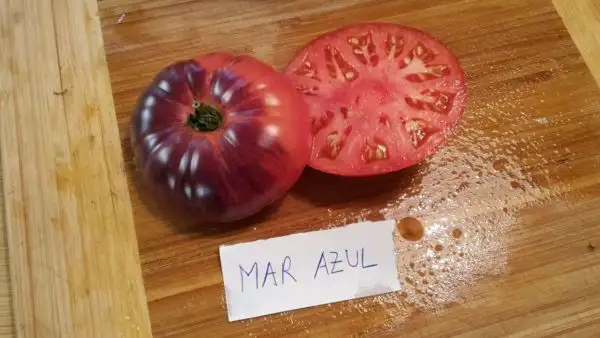 Tomaten: Mar Azul