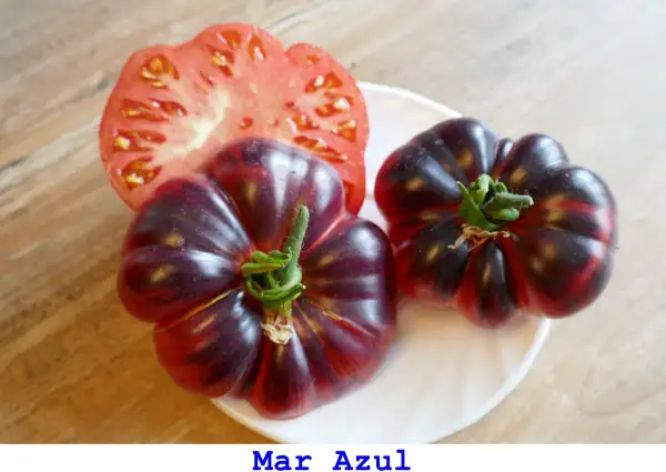 Tomaten: Mar Azul