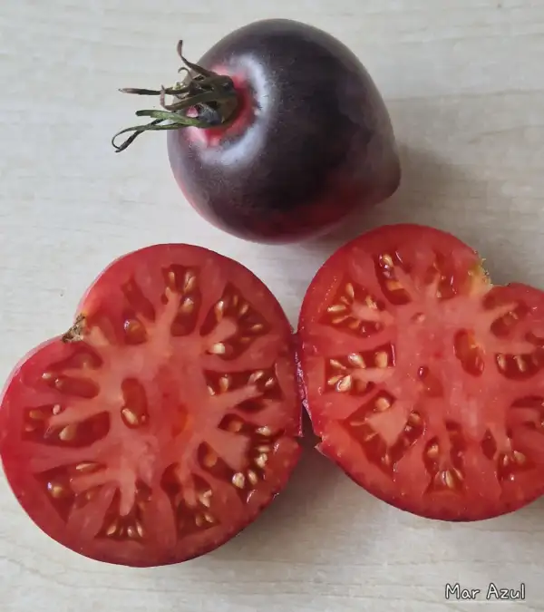 Tomaten: Mar Azul