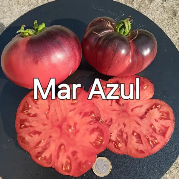 Tomaten: Mar Azul