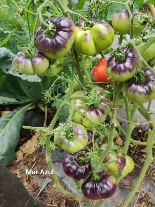 Tomaten: Mar Azul