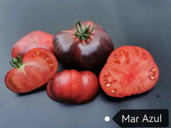 Tomaten: Mar Azul