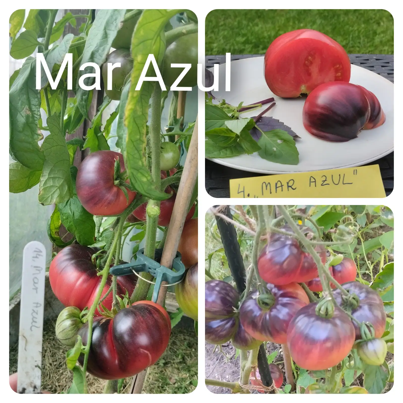 Tomaten: Mar Azul