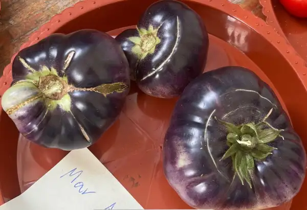 Tomaten: Mar Azul