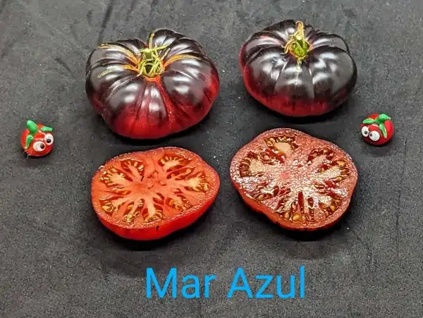 Tomaten: Mar Azul