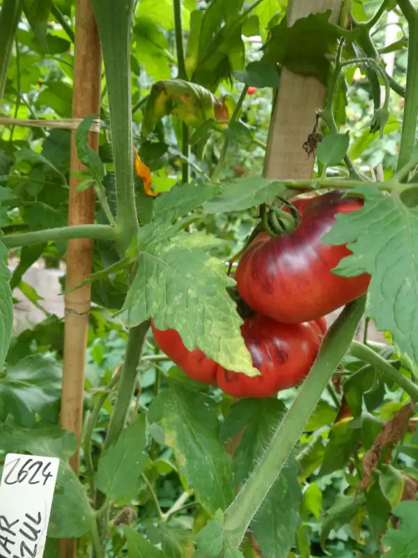 Tomaten: Mar Azul ( Kat# 2624 )