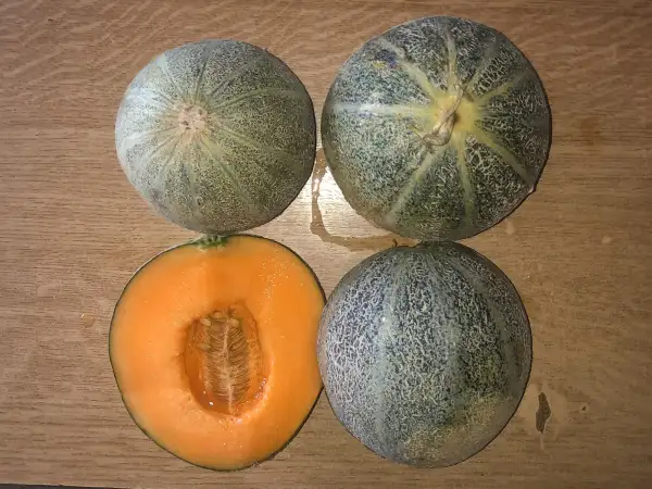 Melonen: Maraîcher d