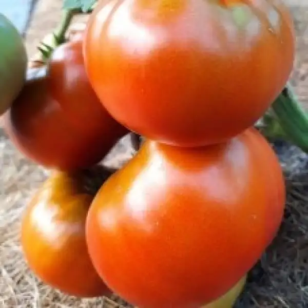 Tomaten: Maralinga