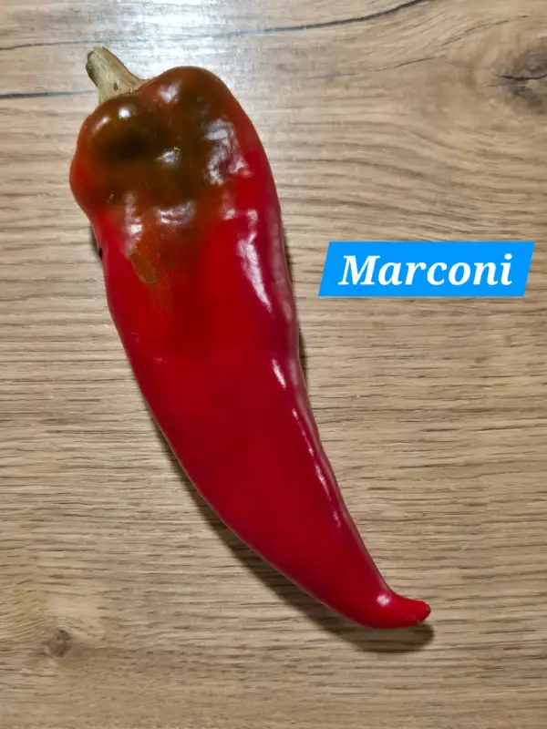 Chili / Paprika: Marconi