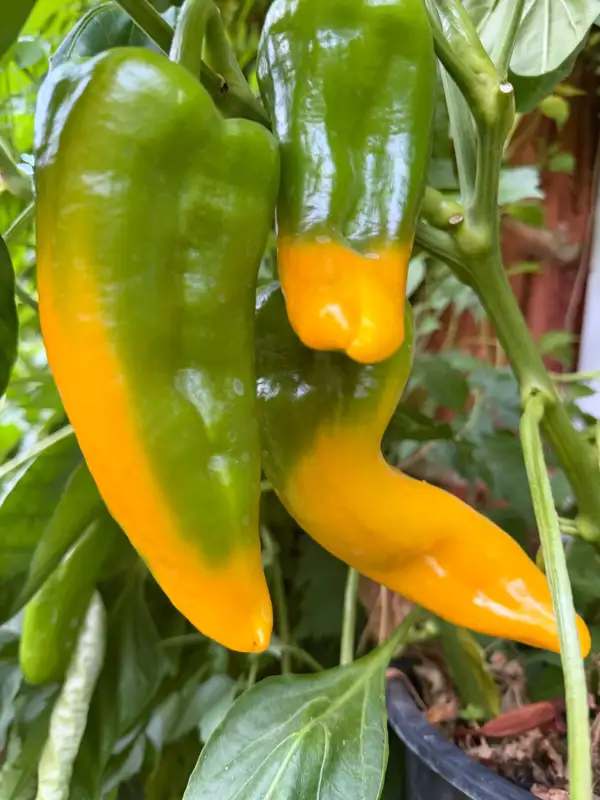 Paprika: Marconi Giallo