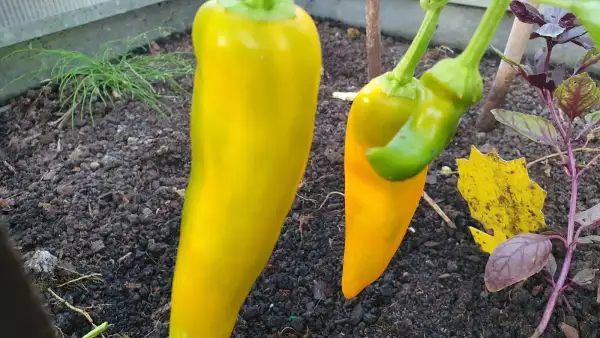 Chili / Paprika: Marconi Golden - Paprika