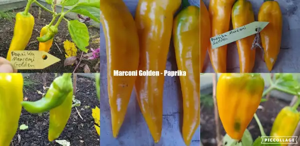 Chili / Paprika: Marconi Golden - Paprika