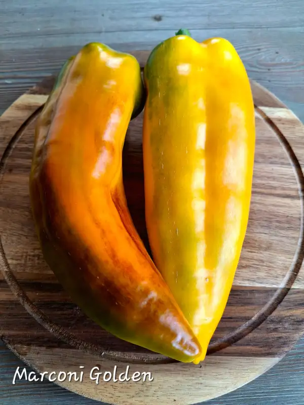 Chili / Paprika: Marconi Golden