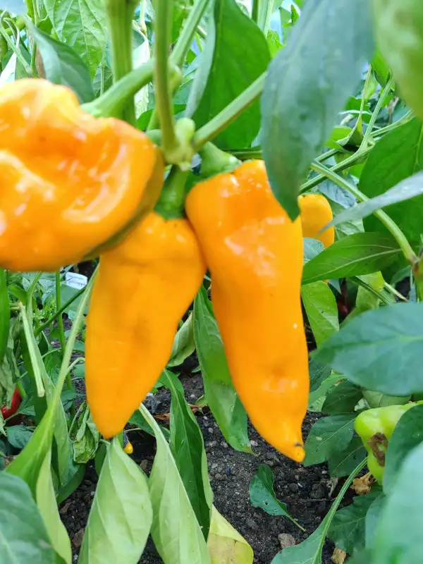 Chili / Paprika: Marconi Golden
