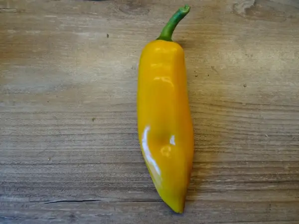 Chili / Paprika: Marconi Golden