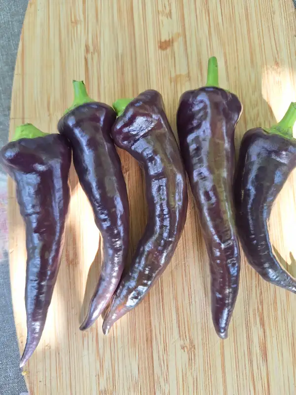 Chili / Paprika: Marconi Purple - Paprika