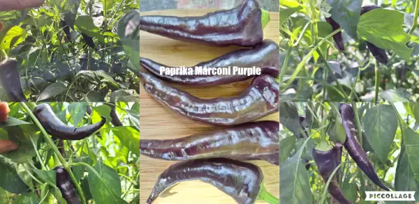 Chili / Paprika: Marconi Purple - Paprika