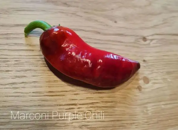 Chili / Paprika: Marconi purple