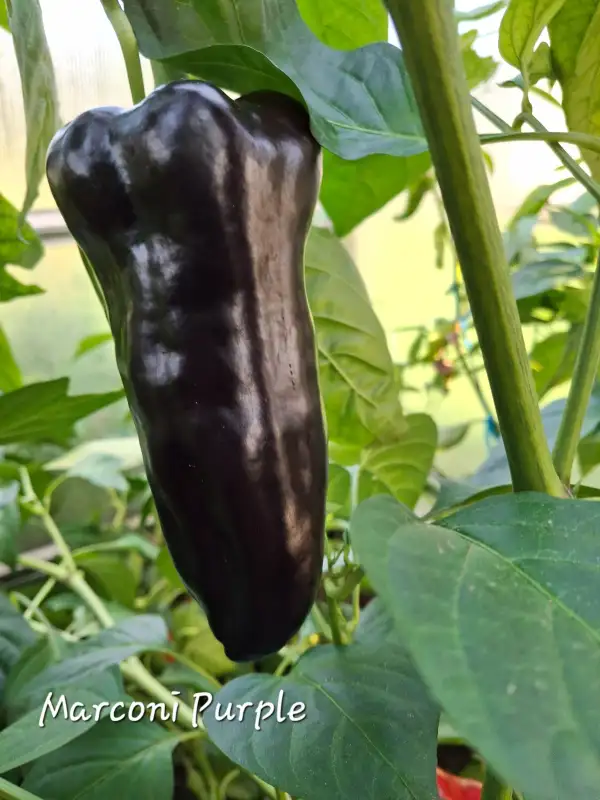 Chili / Paprika: Marconi purple