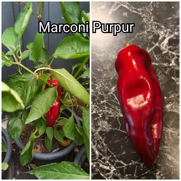 Paprika: Marconi purple