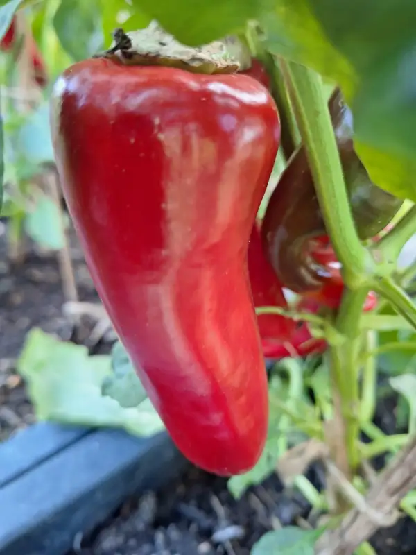 Chili / Paprika: Marconi Red - Paprika