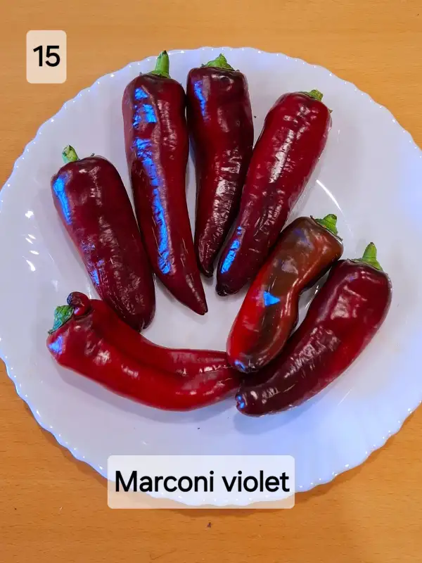 Chili / Paprika: Marconi violet