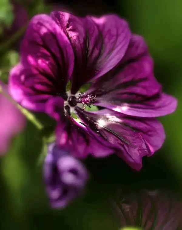 Blumen: Maretanische Malve