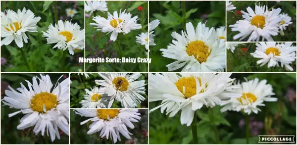 Blumen: Margerite Sorte: Daisy Crazy