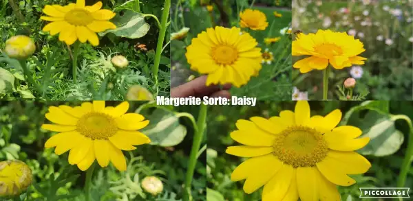 Blumen: Margerite Sorte: Daisy ( gelbe Blüten )