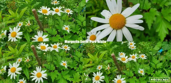 Blumen: Margerite Sorte: Pure White