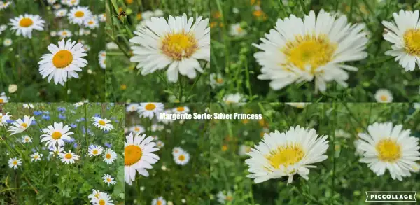 Blumen: Margerite Sorte: Silver Princess