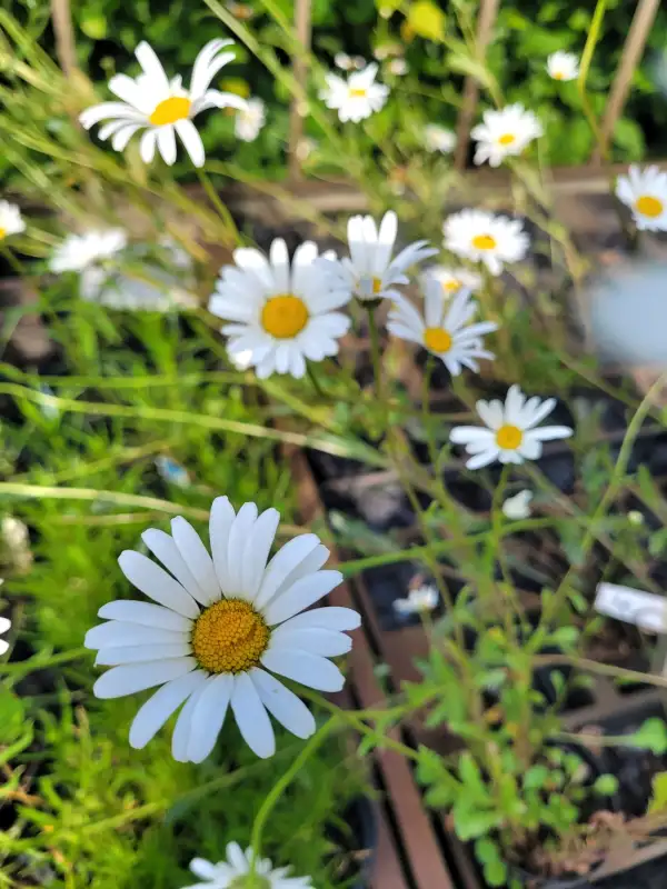 Blumen: Margeriten