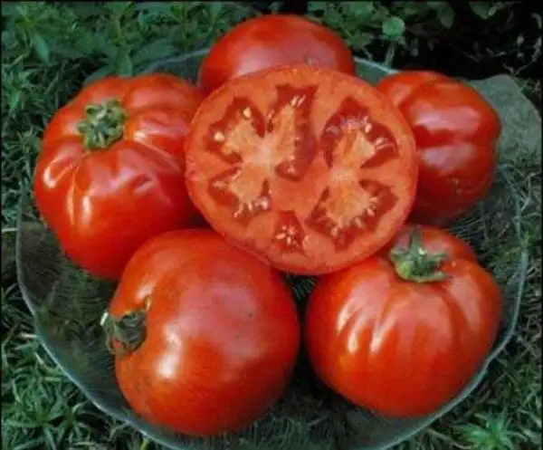 Tomaten: Marglobe