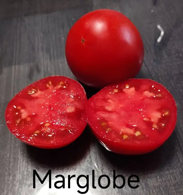 Tomaten: Marglobe